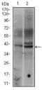 Fos Proto-Oncogene, AP-1 Transcription Factor Subunit antibody, GTX60591, GeneTex, Western Blot image 