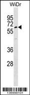 Tubby-related protein 1 antibody, 58-932, ProSci, Western Blot image 
