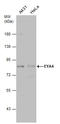 EYA Transcriptional Coactivator And Phosphatase 4 antibody, GTX131408, GeneTex, Western Blot image 