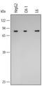 Heat Shock Protein Family A (Hsp70) Member 9 antibody, AF3584, R&D Systems, Western Blot image 