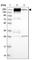 ITGB4 antibody, HPA036348, Atlas Antibodies, Western Blot image 