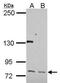 Homeobox protein cut-like 1 antibody, PA5-30003, Invitrogen Antibodies, Western Blot image 