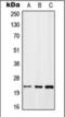 Growth Arrest And DNA Damage Inducible Beta antibody, orb376122, Biorbyt, Western Blot image 