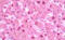 Apolipoprotein E antibody, MBS248094, MyBioSource, Immunohistochemistry frozen image 