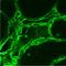 Leucine Rich Repeat Kinase 2 antibody, NB300-268, Novus Biologicals, Immunohistochemistry frozen image 