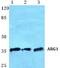 Arginase 1 antibody, A01106-1, Boster Biological Technology, Western Blot image 