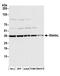 MTOR Associated Protein, LST8 Homolog antibody, A300-680A, Bethyl Labs, Western Blot image 