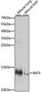 Basic Leucine Zipper ATF-Like Transcription Factor antibody, A14667, ABclonal Technology, Western Blot image 