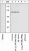 Protein Kinase D1 antibody, 44-961G, Invitrogen Antibodies, Western Blot image 