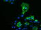 Pyrroline-5-Carboxylate Reductase 2 antibody, M10327-1, Boster Biological Technology, Immunofluorescence image 