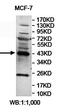 Pellino E3 Ubiquitin Protein Ligase 1 antibody, orb78126, Biorbyt, Western Blot image 