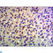 Tripartite Motif Containing 28 antibody, LS-C814132, Lifespan Biosciences, Immunohistochemistry paraffin image 