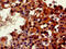 FKBP Prolyl Isomerase 3 antibody, CSB-PA008699HA01HU, Cusabio, Immunohistochemistry paraffin image 