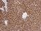Heat Shock Cognate 70 Interacting Protein antibody, NBP2-16882, Novus Biologicals, Immunohistochemistry paraffin image 