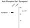 Synapsin I antibody, GTX82592, GeneTex, Western Blot image 