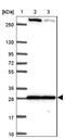 Mitogen-Activated Protein Kinase 12 antibody, NBP2-38729, Novus Biologicals, Western Blot image 