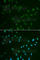 Heat Shock Transcription Factor 2 antibody, A2747, ABclonal Technology, Immunofluorescence image 