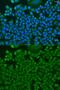 HCLS1 Binding Protein 3 antibody, GTX65921, GeneTex, Immunocytochemistry image 