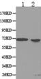 Cell cycle progression protein 2 antibody, TA324253, Origene, Western Blot image 