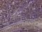 Emerin antibody, H00002010-M01, Novus Biologicals, Immunohistochemistry frozen image 