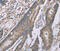 SAM And SH3 Domain Containing 1 antibody, MBS2520886, MyBioSource, Immunohistochemistry paraffin image 