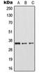 Arginase 1 antibody, orb213581, Biorbyt, Western Blot image 