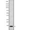 Mitochondrially Encoded NADH:Ubiquinone Oxidoreductase Core Subunit 4L antibody, abx216969, Abbexa, Western Blot image 