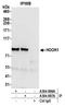 Hook Microtubule Tethering Protein 1 antibody, A304-887A, Bethyl Labs, Immunoprecipitation image 