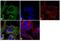 Tubulin antibody, PA1-16947, Invitrogen Antibodies, Immunofluorescence image 