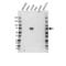 Lymphocyte Cytosolic Protein 2 antibody, VPA00850, Bio-Rad (formerly AbD Serotec) , Western Blot image 