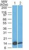 Interleukin 22 antibody, ab134035, Abcam, Western Blot image 