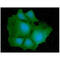 Isocitrate Dehydrogenase (NADP(+)) 1, Cytosolic antibody, GTX57662, GeneTex, Immunofluorescence image 