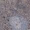 V-Set Immunoregulatory Receptor antibody, MA5-24703, Invitrogen Antibodies, Immunohistochemistry frozen image 