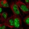 Ring Finger Protein 169 antibody, HPA058368, Atlas Antibodies, Immunofluorescence image 