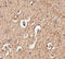Autophagy Related 12 antibody, 4423, ProSci, Immunohistochemistry frozen image 