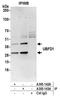 Ubiquitin Family Domain Containing 1 antibody, A305-143A, Bethyl Labs, Immunoprecipitation image 