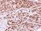 RAB2B, Member RAS Oncogene Family antibody, NBP1-31631, Novus Biologicals, Immunohistochemistry paraffin image 