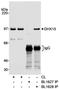 DEAH-Box Helicase 15 antibody, A300-389A, Bethyl Labs, Immunoprecipitation image 