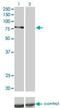 Protein Kinase C Delta antibody, H00005580-M02, Novus Biologicals, Western Blot image 