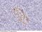 Nuclear Receptor Coactivator 3 antibody, 100777-T10, Sino Biological, Immunohistochemistry frozen image 