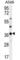 Olfactory Receptor Family 4 Subfamily M Member 1 antibody, abx026660, Abbexa, Western Blot image 