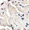 Pleckstrin Homology And RhoGEF Domain Containing G3 antibody, orb78326, Biorbyt, Immunohistochemistry paraffin image 