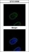 Lamin B2 antibody, GTX110309, GeneTex, Immunofluorescence image 