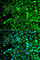 O-Sialoglycoprotein Endopeptidase antibody, A7473, ABclonal Technology, Immunofluorescence image 