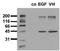 Glycogen Synthase Kinase 3 Beta antibody, ADI-905-761-100, Enzo Life Sciences, Western Blot image 