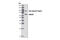 NUAK family SNF1-like kinase 2 antibody, 4100S, Cell Signaling Technology, Western Blot image 