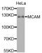 Melanoma Cell Adhesion Molecule antibody, abx006714, Abbexa, Western Blot image 