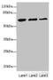 Electron Transfer Flavoprotein Dehydrogenase antibody, LS-C675730, Lifespan Biosciences, Western Blot image 