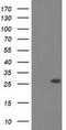 OTU Deubiquitinase, Ubiquitin Aldehyde Binding 2 antibody, NBP2-03223, Novus Biologicals, Western Blot image 
