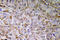 Semaphorin 3C antibody, OAAF05960, Aviva Systems Biology, Immunohistochemistry paraffin image 